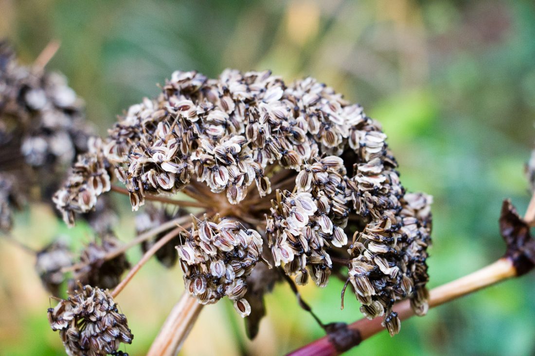 seed head