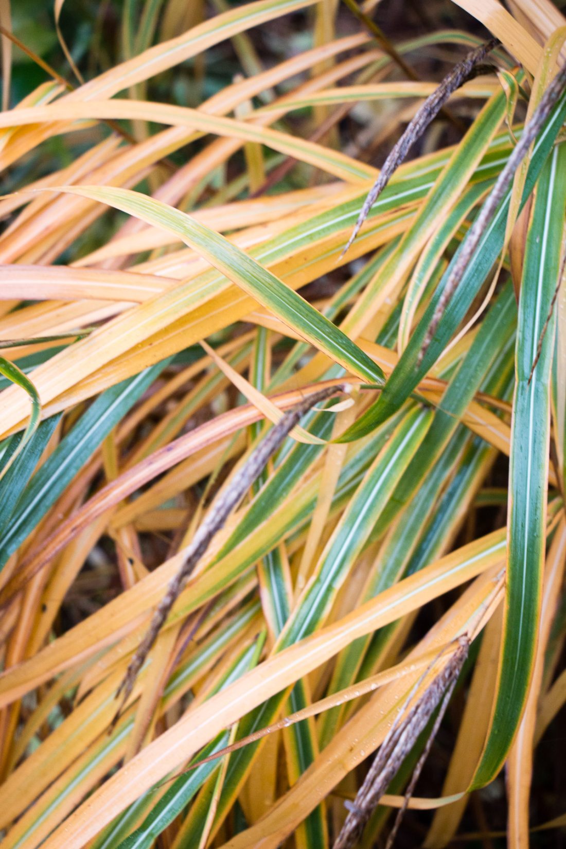 miscanthus sinsensis karl forester