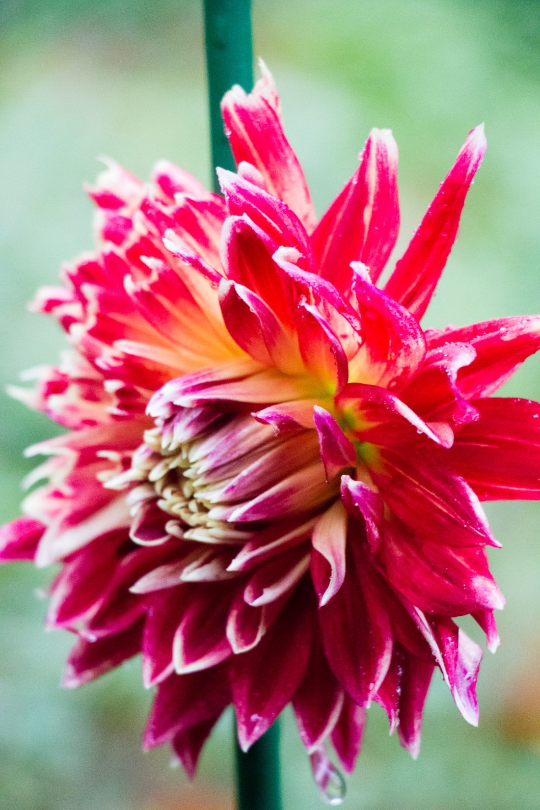 dahlia akita - Celebrate with end of season resolutions in the garden