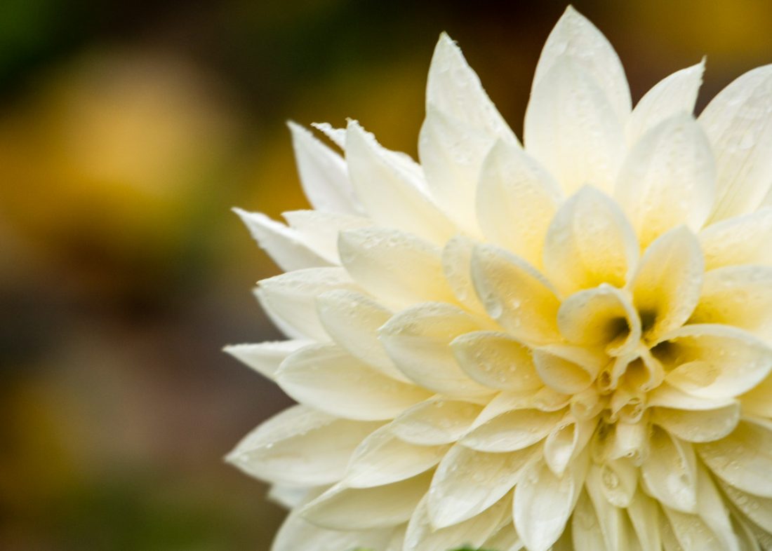 Cafe Au Lait Dahlia