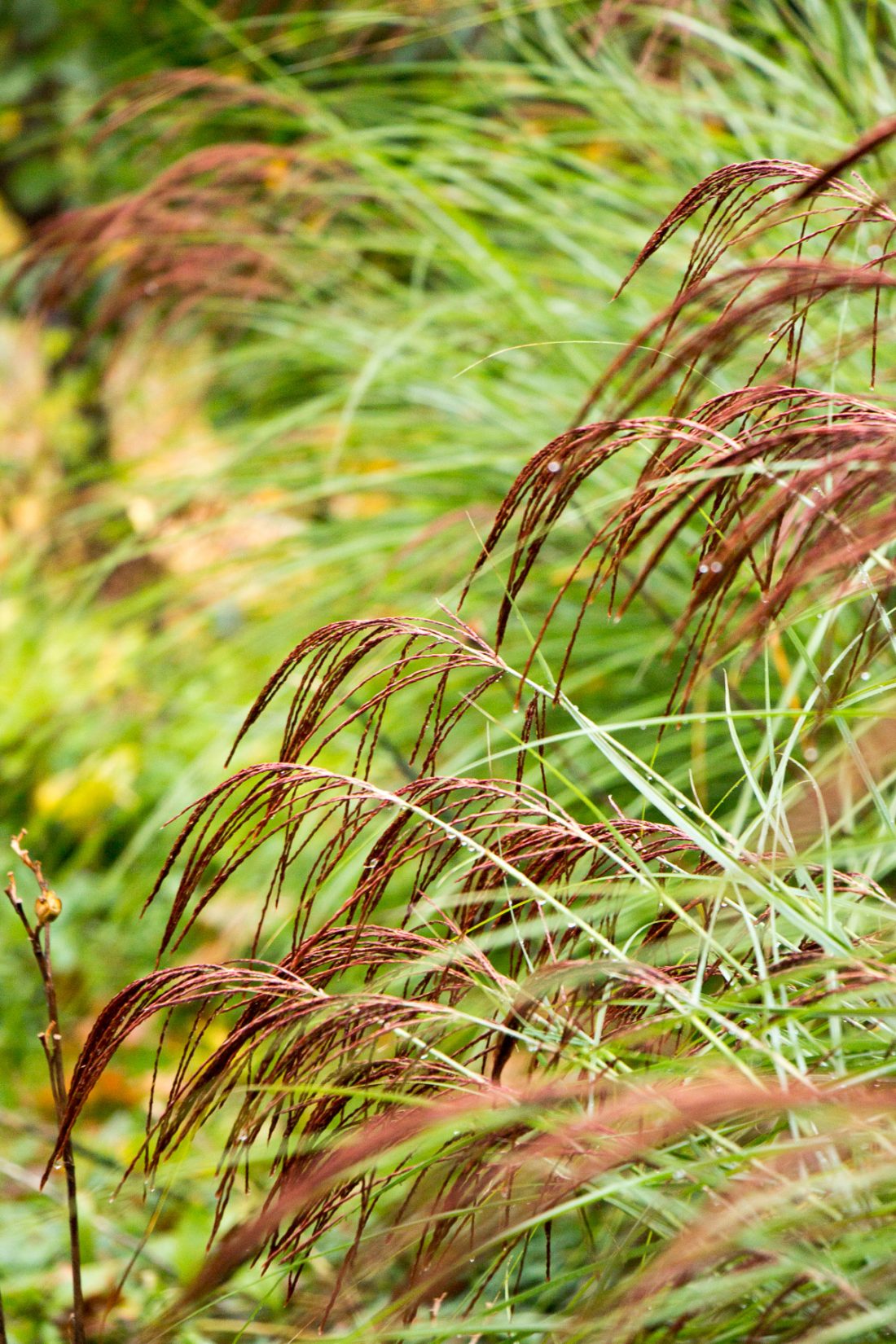 miscanthus sinensis graziella