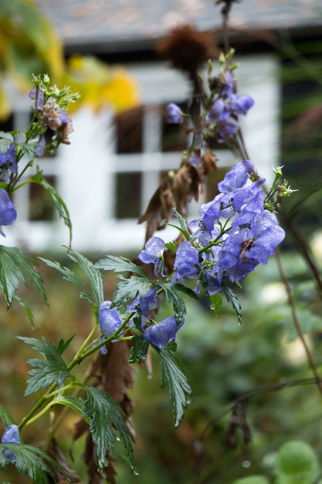 monkshood