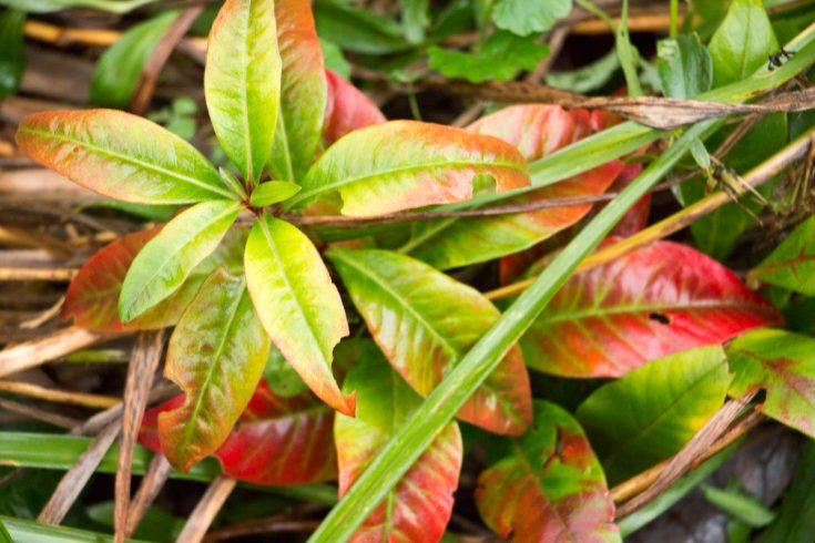 Celebrate with End of Season Resolutions in the Garden - foliage turning red