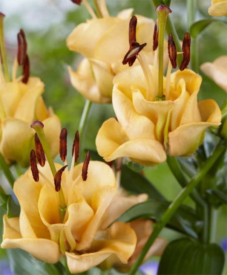 Asiatic Lily Apricot Fudge - Bulb Giveaway ends 10/23 at midnight