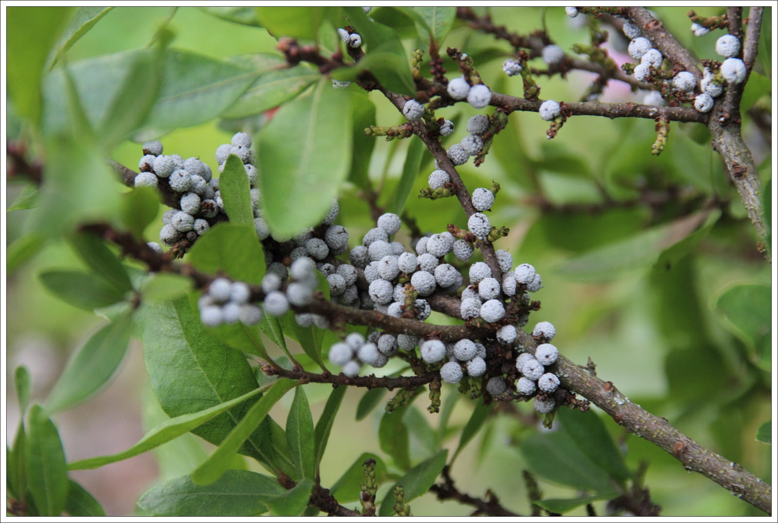Northern Bayberry - myrica pensylvanica by magrit