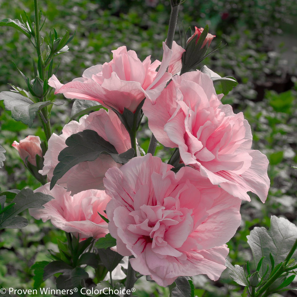 pink_chiffon_hibiscus-11 allergy free garden plants