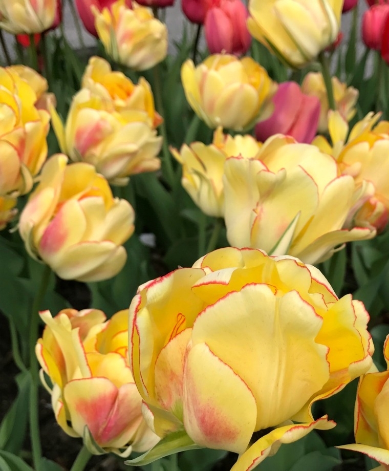 Giant Darwin Hybrid Tulip Akebono - Bulb Giveaway ends 10/23 at midnight