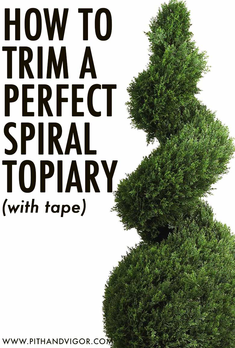 How to trim a perfect spiral topiary (with tape)