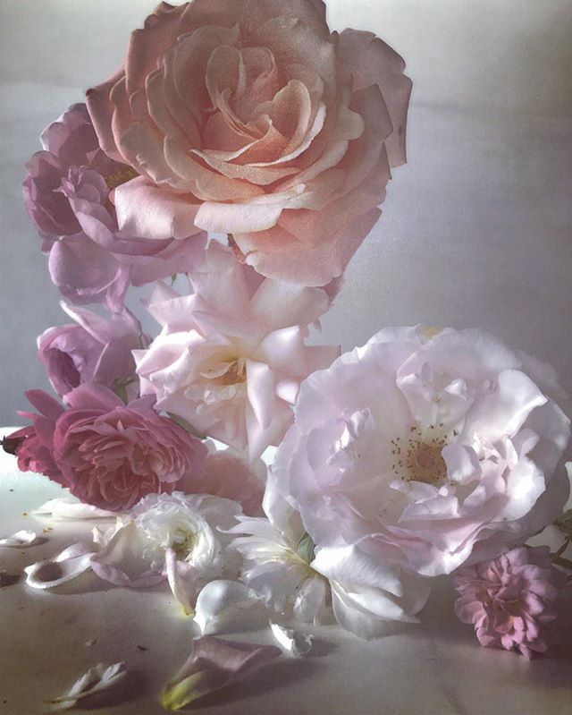 New Inspiration from Nick Knight's Heavenly Roses
