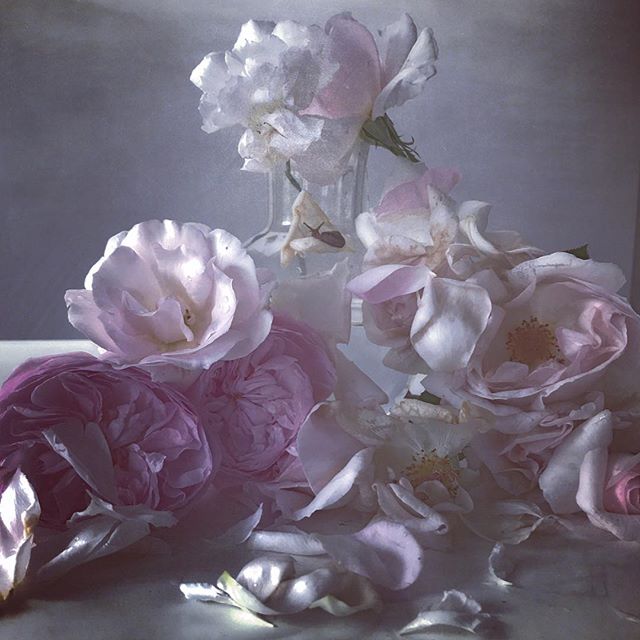 New Inspiration from Nick Knight's Heavenly Roses
