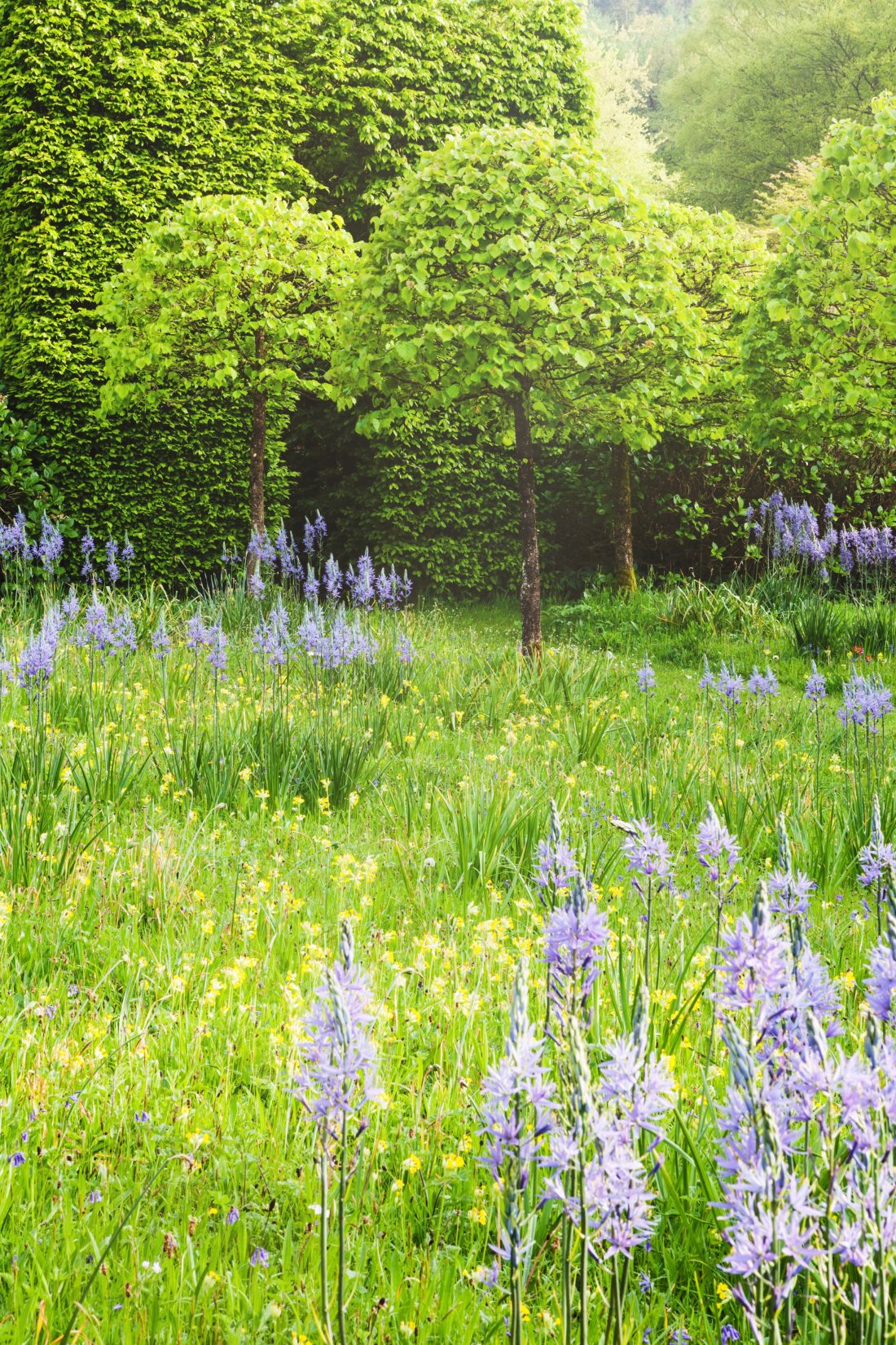 A meadow full of blue flowers and green trees.