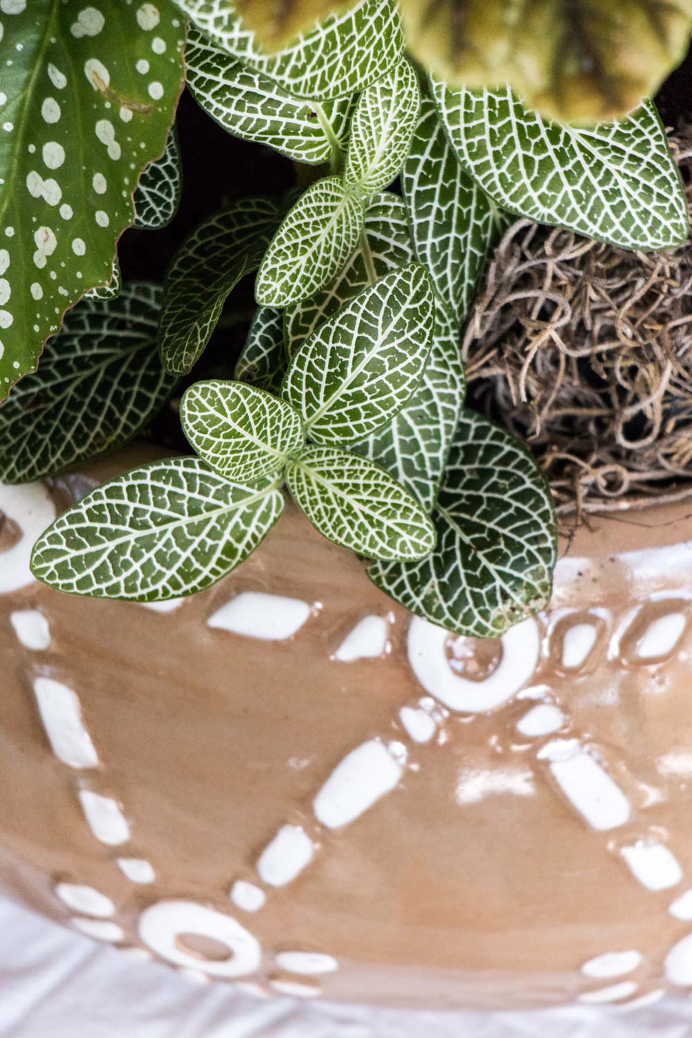 Fittonia verschaffeltii ’mini’ plant in a beautiful bogolan (mudcloth) inspired winter houseplant garden