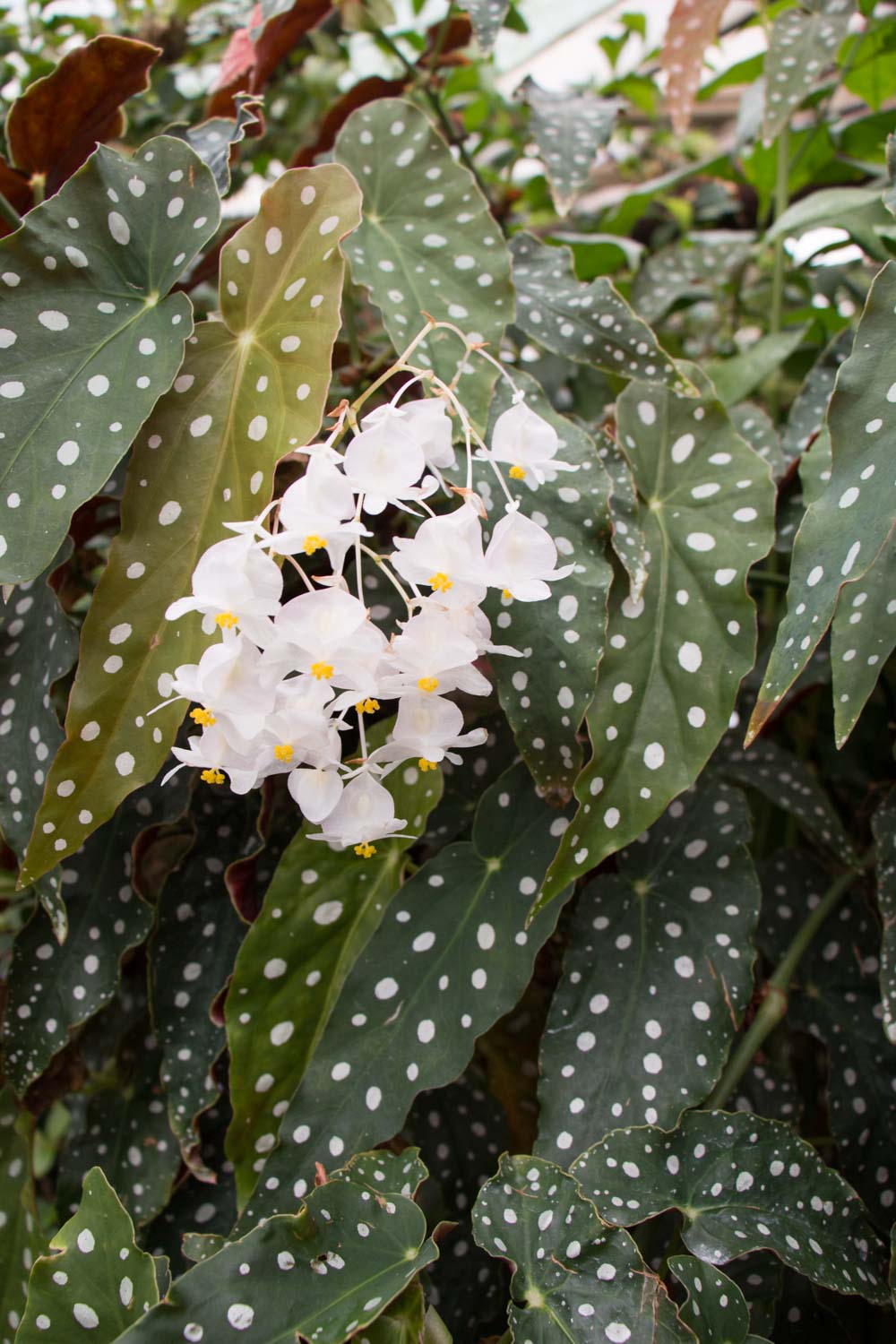 Begonia maculata var. wightii - Bogolan Inspired Planting Recipe for A Houseplant Garden