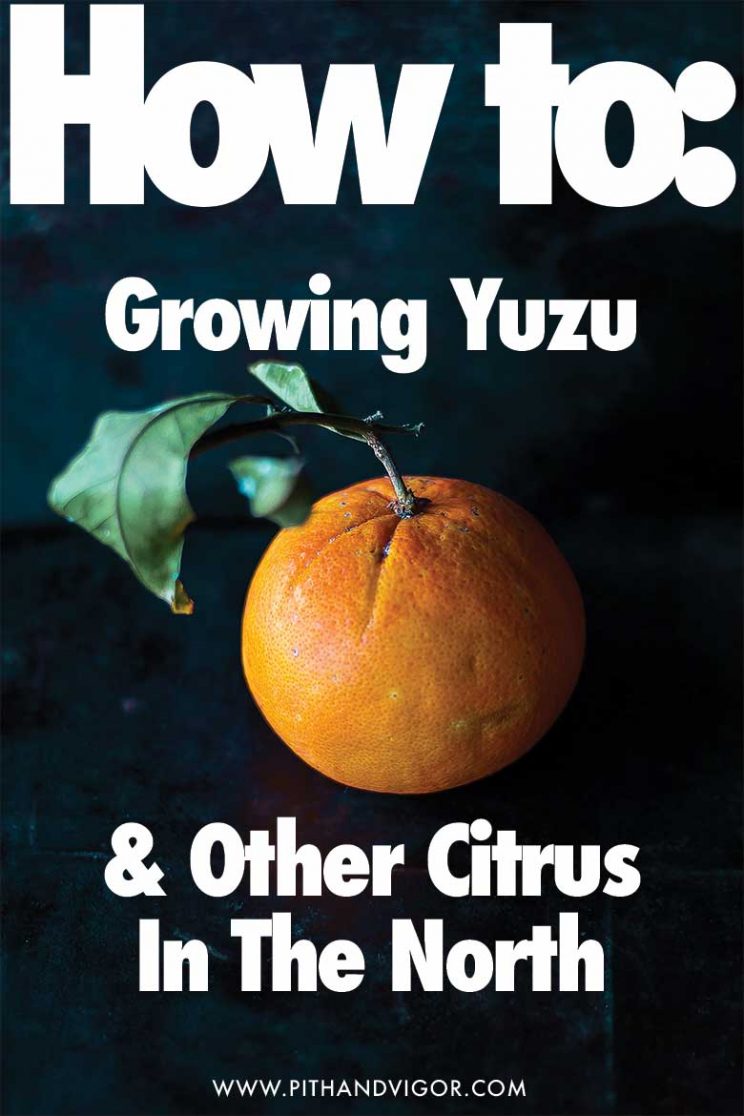How to Grow Yuzu and Other citrus trees indoors in the north