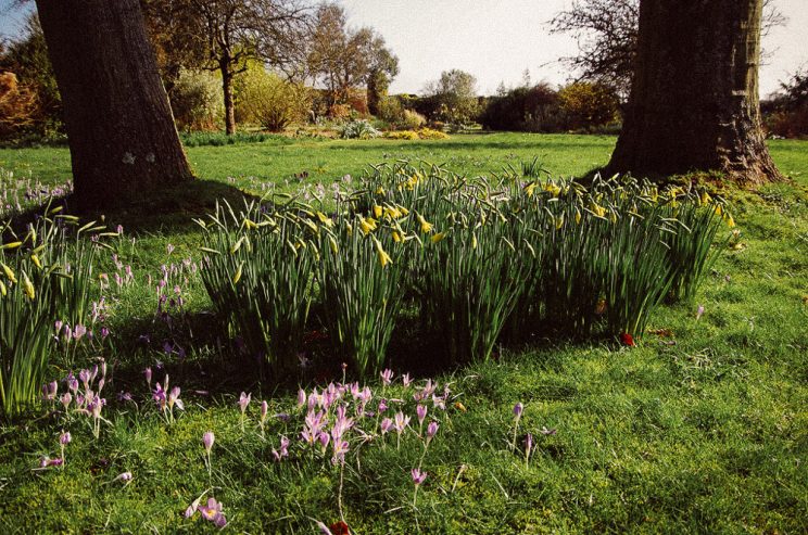 Crocus and daffodils at John Brookes denmans garden by David Edwards by cc_