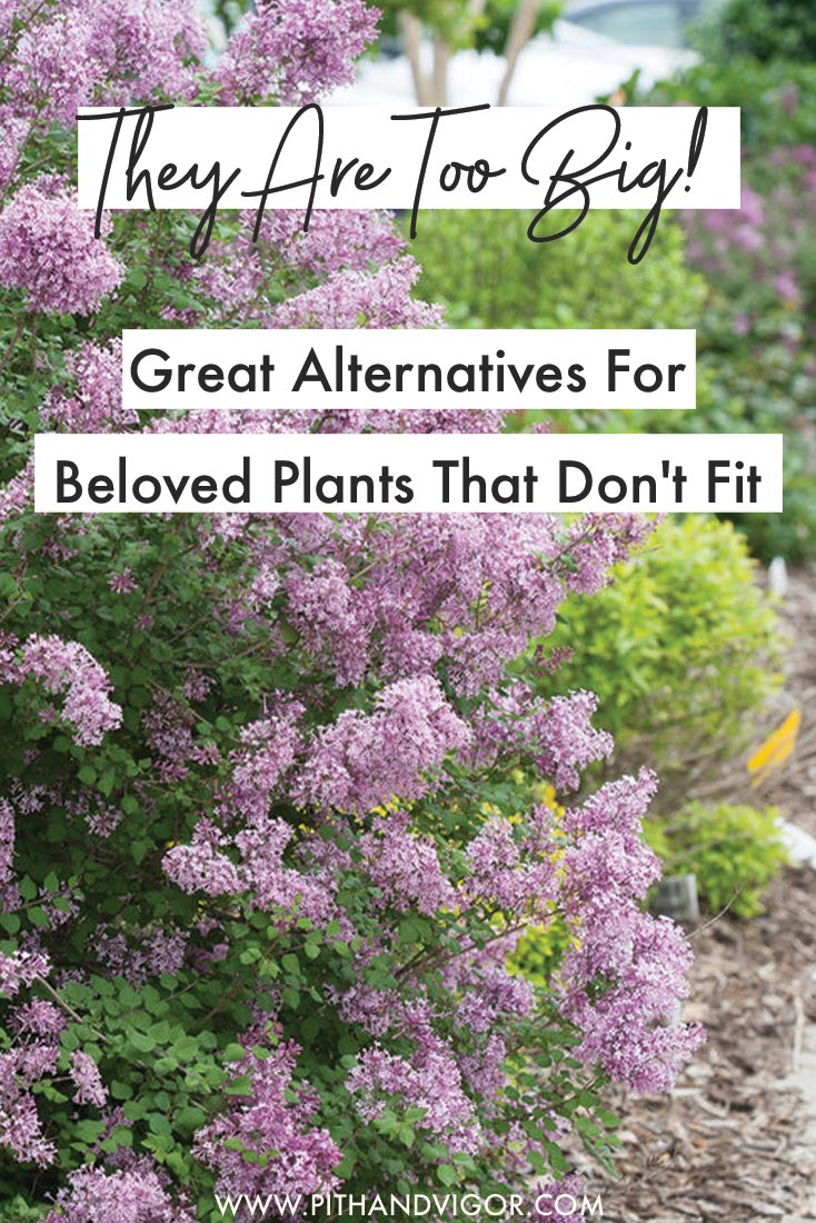 Great alternatives for beloved plants that are just too big