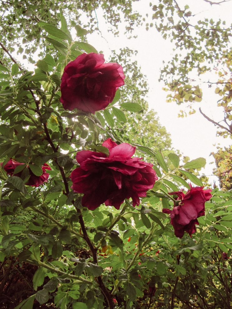 rose at john brookes denmans garden by Lenora ellie Enking by cc_