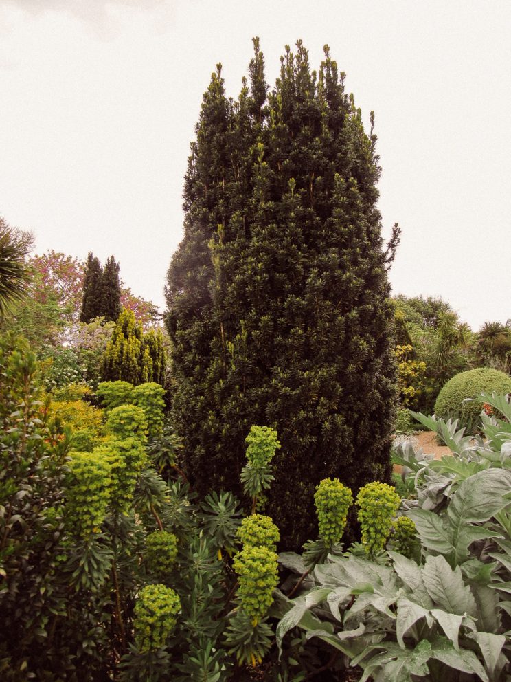 taxus at denmans garden by Lenora ellie Enking by cc_