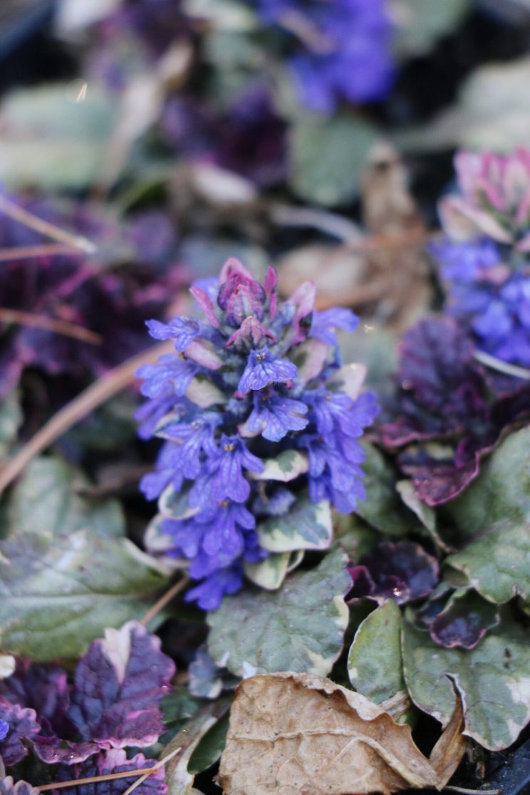 My Easy Strategy to Phase out a Struggling Lawn - ajuga is a wildly successful lawn replacement. 