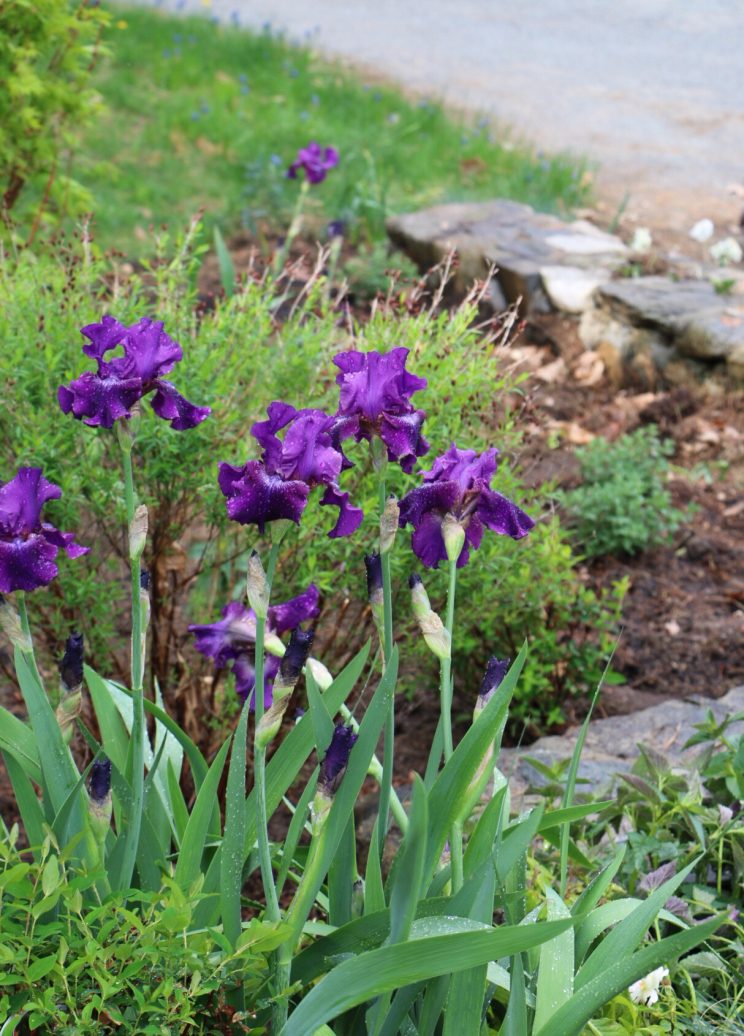 Irises - My Easy Strategy to Phase out a Struggling Lawn - ajuga is a wildly successful lawn replacement. 