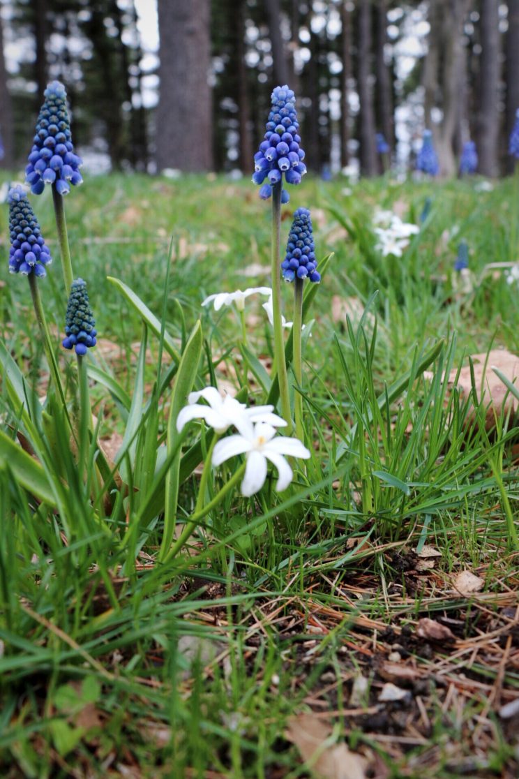 My Easy Strategy to Phase out a Struggling Lawn - Chionodoxa luciliae alba and Muscari Aucheri Blue Magic