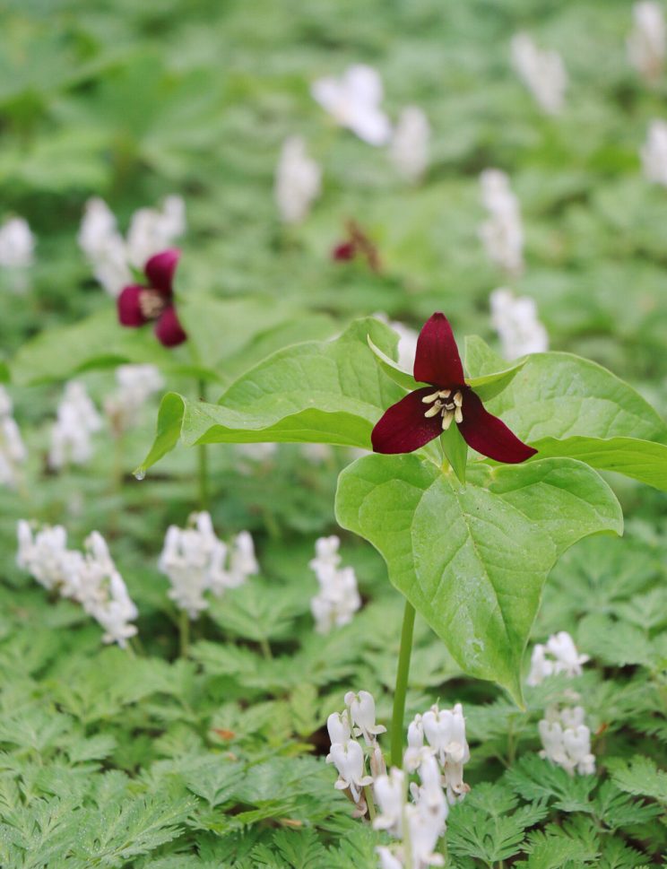 A visit to the Garden in the Woods - trillium and dicentra