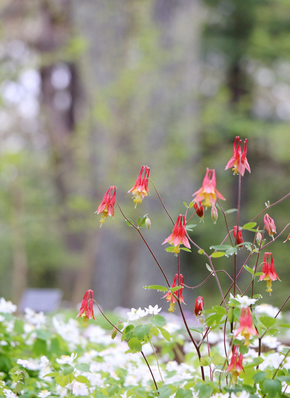 A visit to the Garden in the Woods - columbine