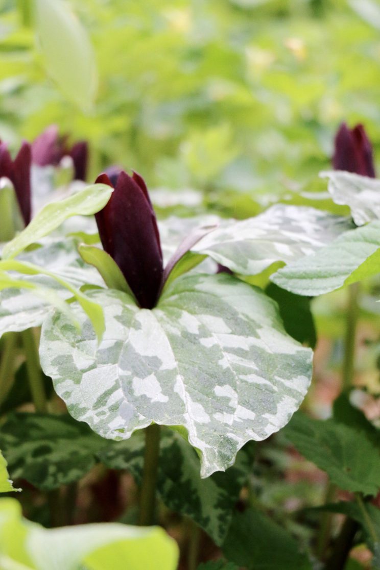 A visit to the Garden in the Woods - trillium
