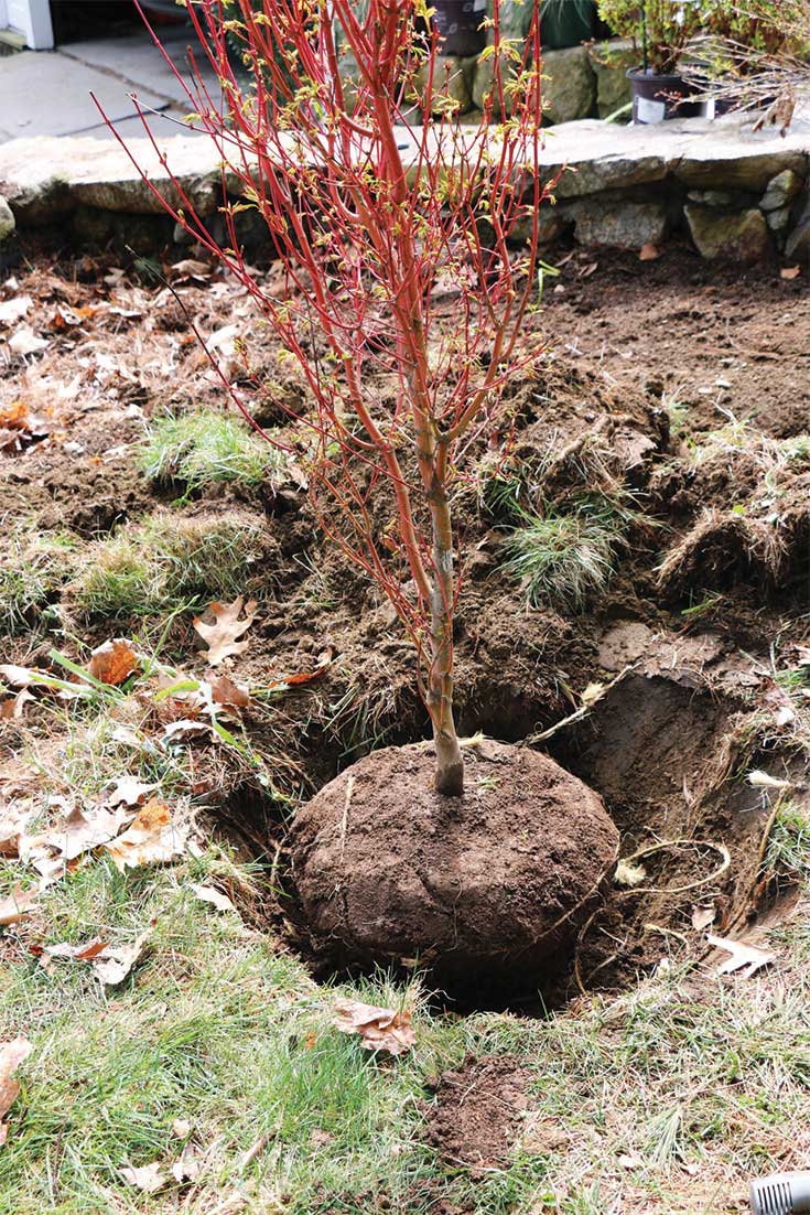 How to plant a Japanese maple tree