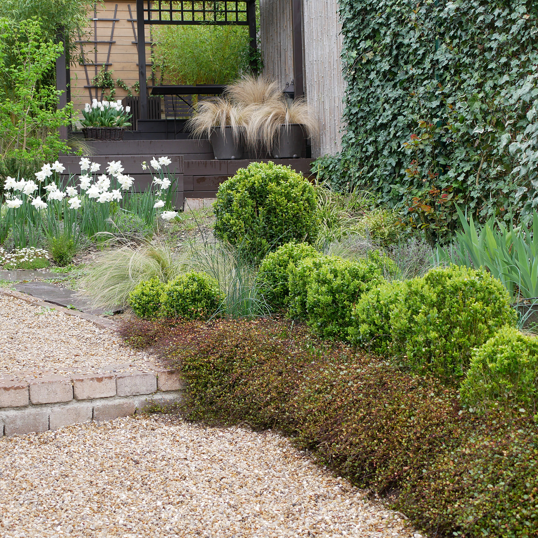 Muhlenbeckia and boxwood and grass in a textrural planting by jardinsurlasiene garden inspiration