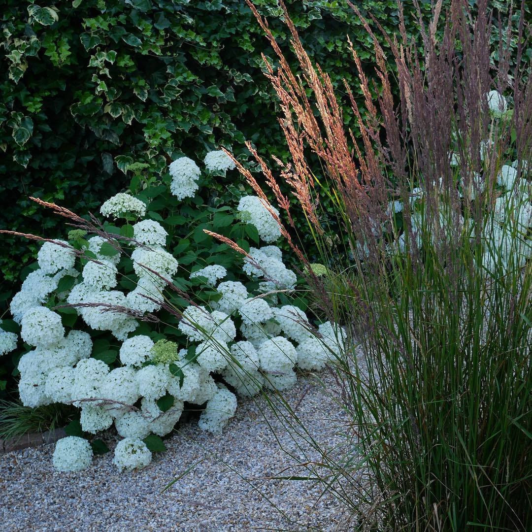 White hydrangeas and grass by jardinsurlasiene garden inspiration 