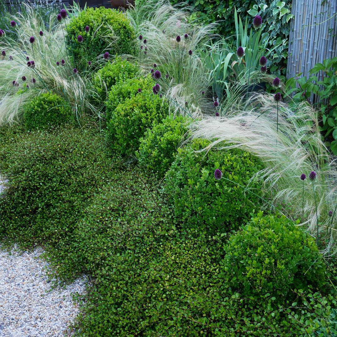 Muhlenbeckia, boxwood, grass and allium plant texture by jardinsurlasiene garden inspiration