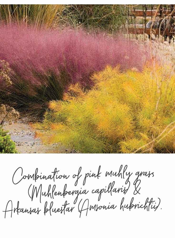 amsonia and pink muhly grass by Rob cardillo in Fallscaping courtesy of Storey publishing