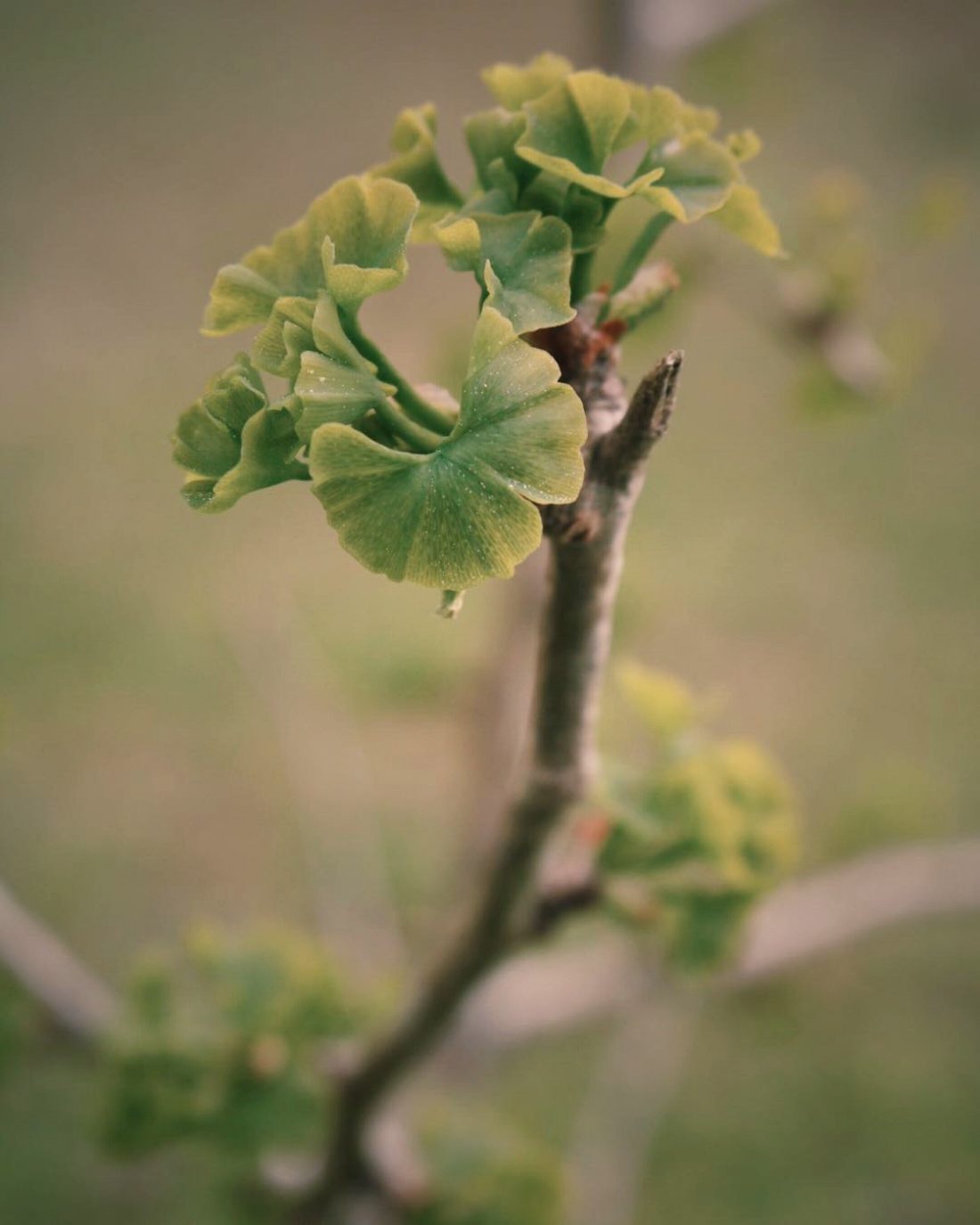 Why I landscape - a happy career story.  Ginko by Travis Cox - The Garden Scout