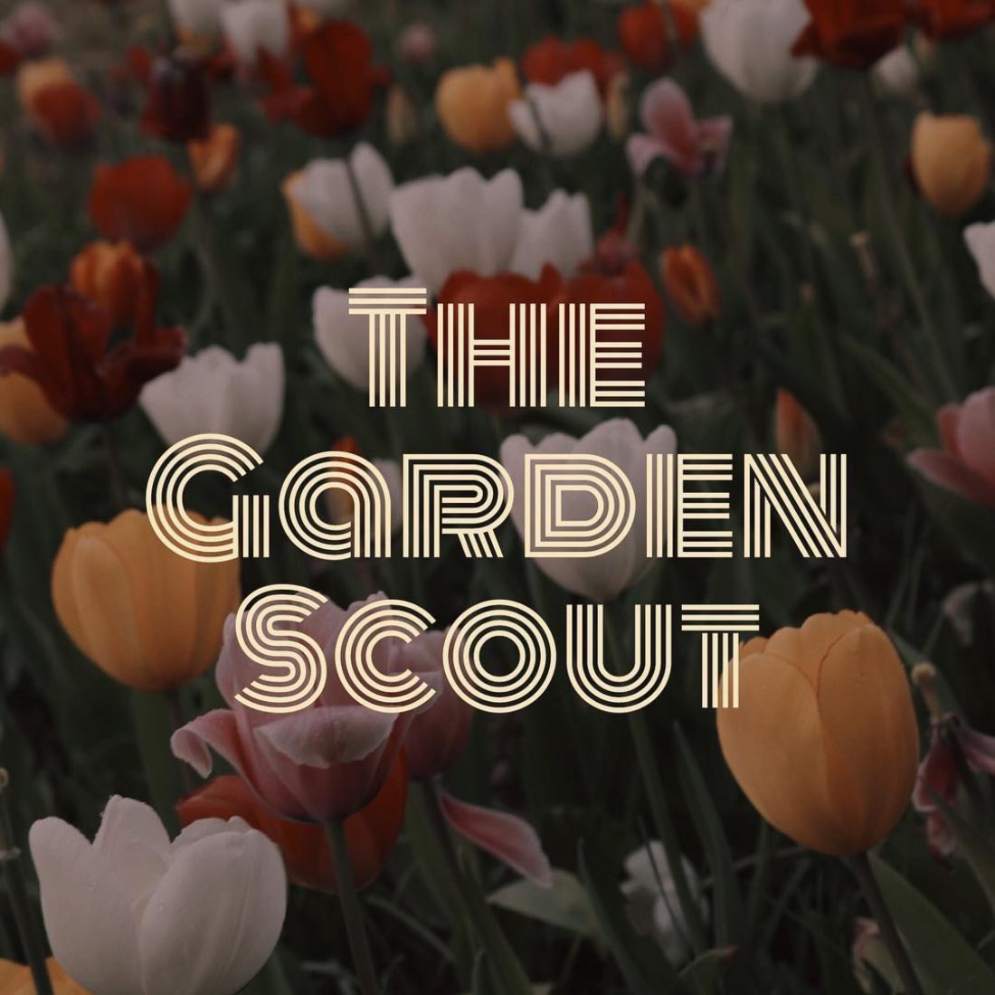 Why I landscape - a happy career story.  Travis Cox - The Garden Scout