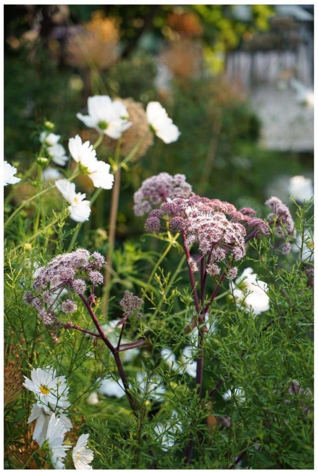 Cosmos and Angelica gigas image by @farlamandchandler
