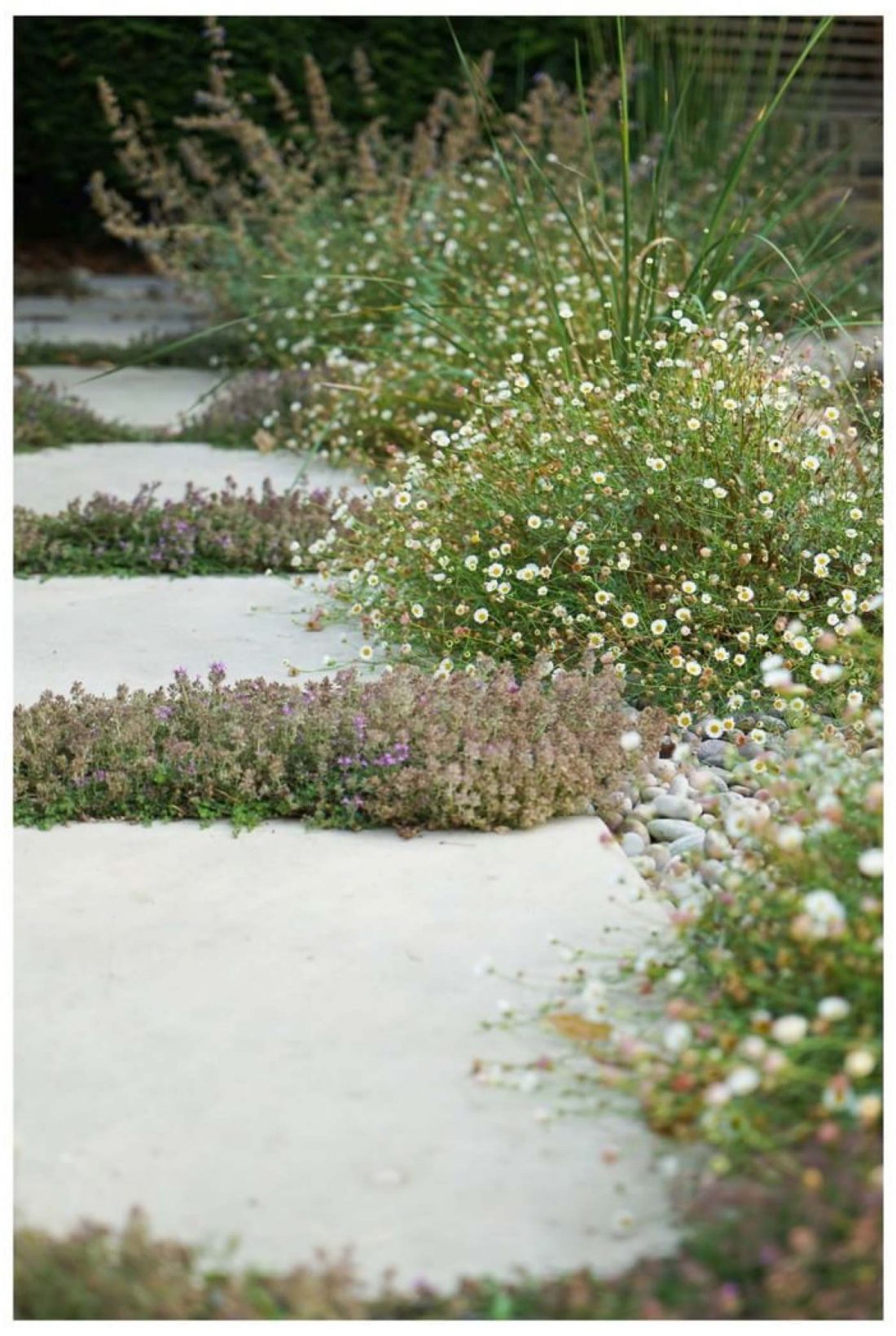 Smooth stepping stones, creeping thyme, and erigeron in a contemporary cottage garden. image by @farlamandchandler