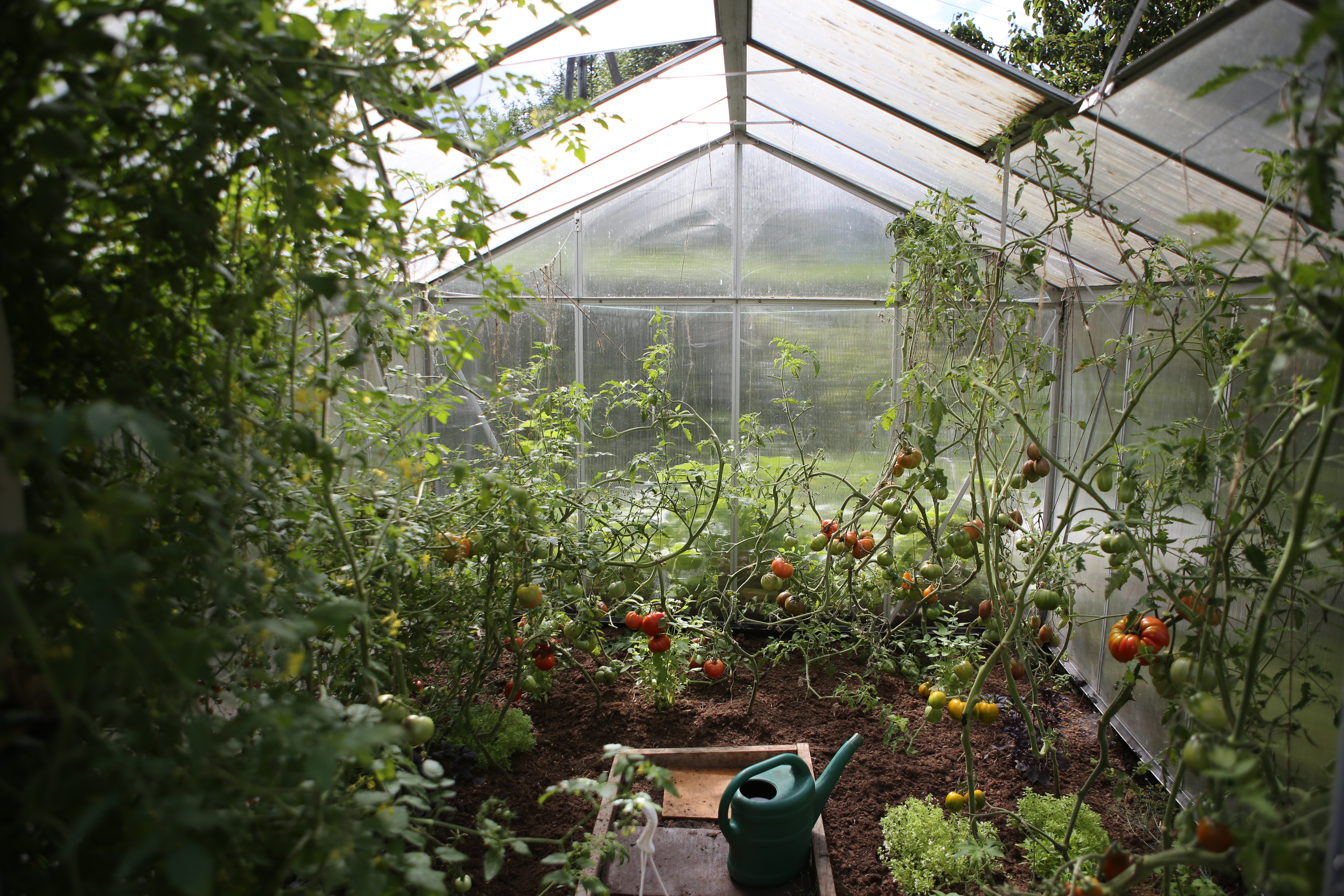 The death of Anticipation - tomato garden greenhouse