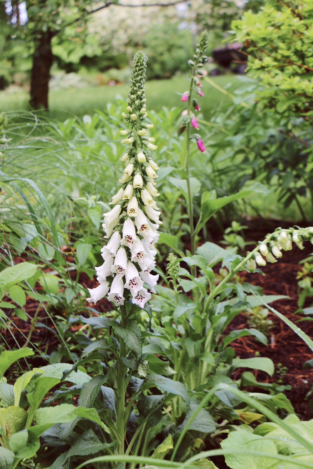 My simple and easy foxglove planting strategy 