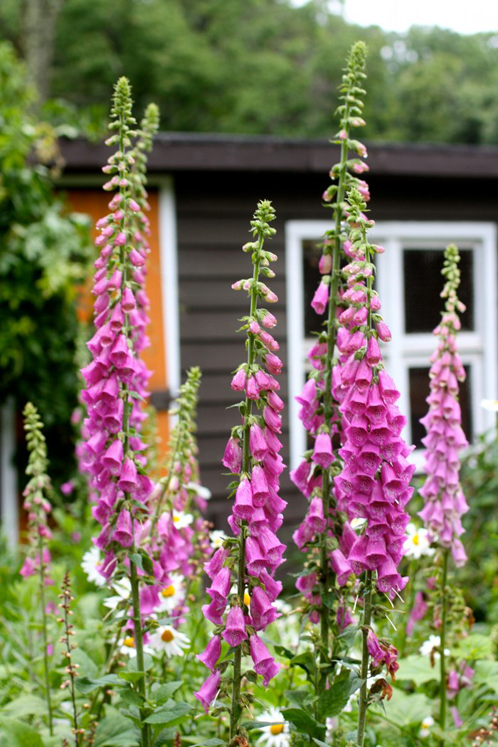 My simple and easy foxglove planting strategy