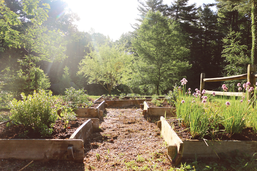 Reclaiming the Vegetable patch. An easy makeover.