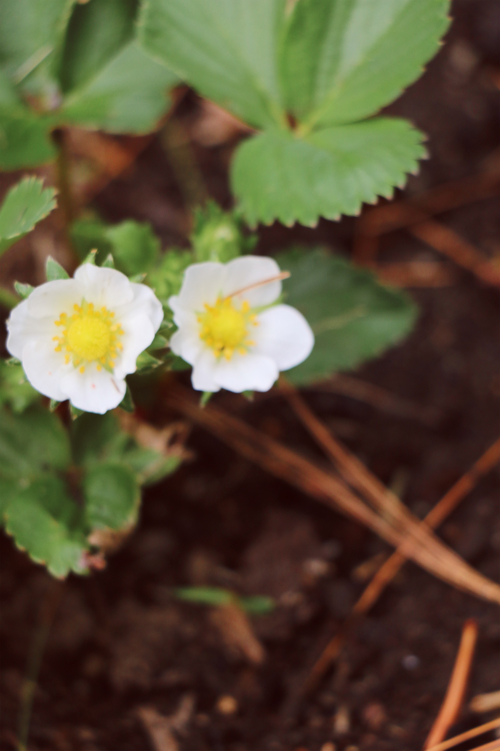 Strawberry blooms - Reclaiming the Vegetable patch. An easy makeover.
