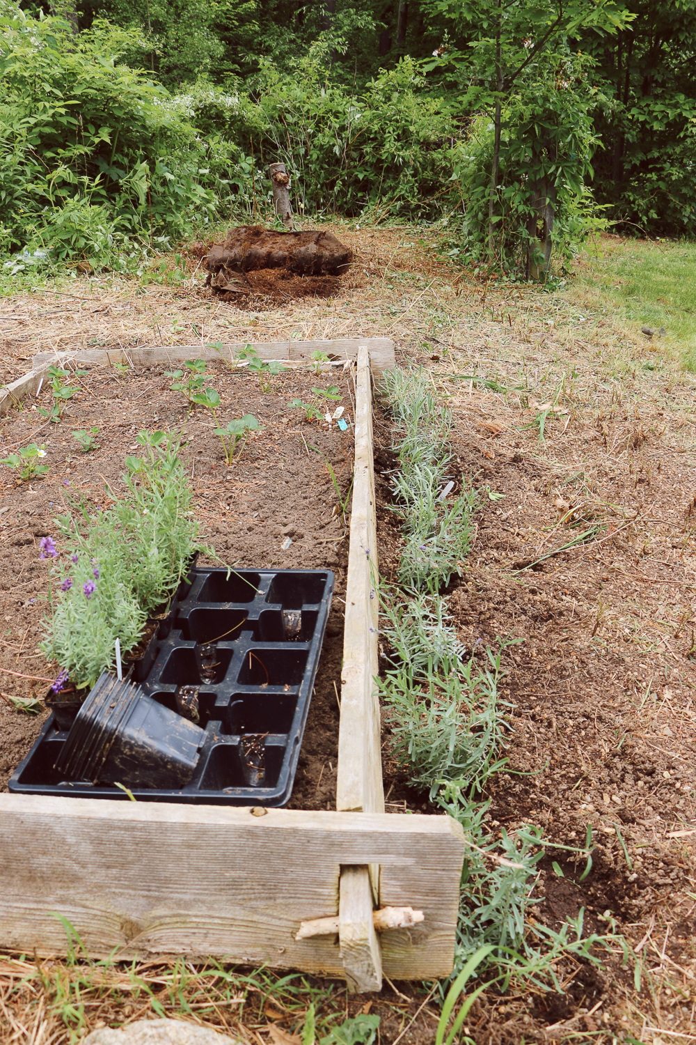 Lavender Planting - Reclaiming the Vegetable patch. An easy makeover.