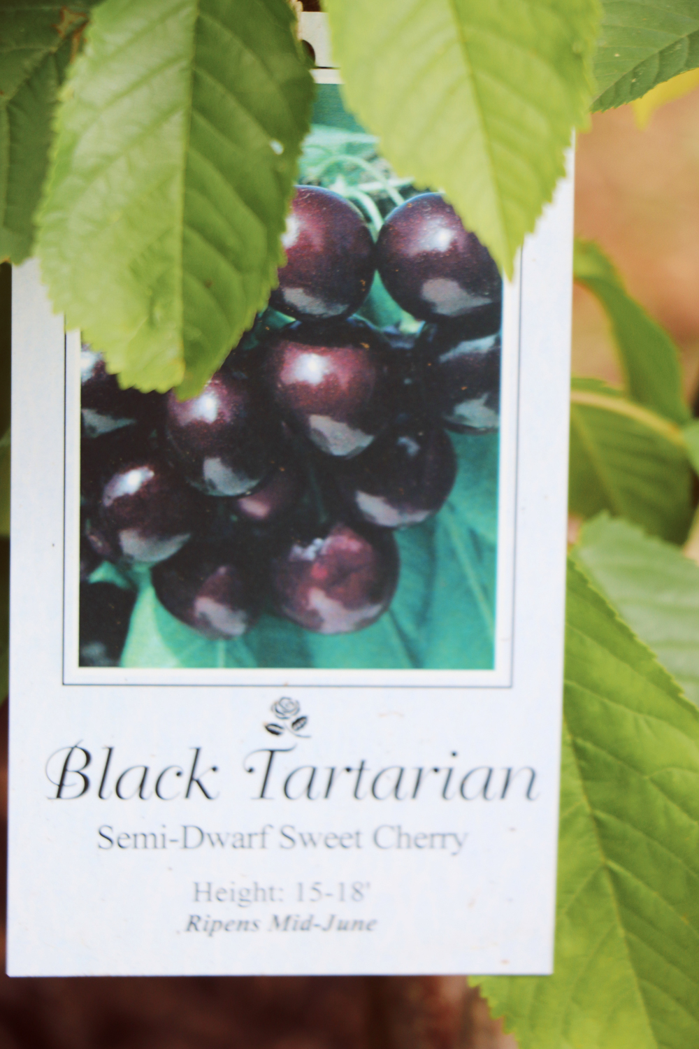 A black tartaric cherry tree with a tag on it.