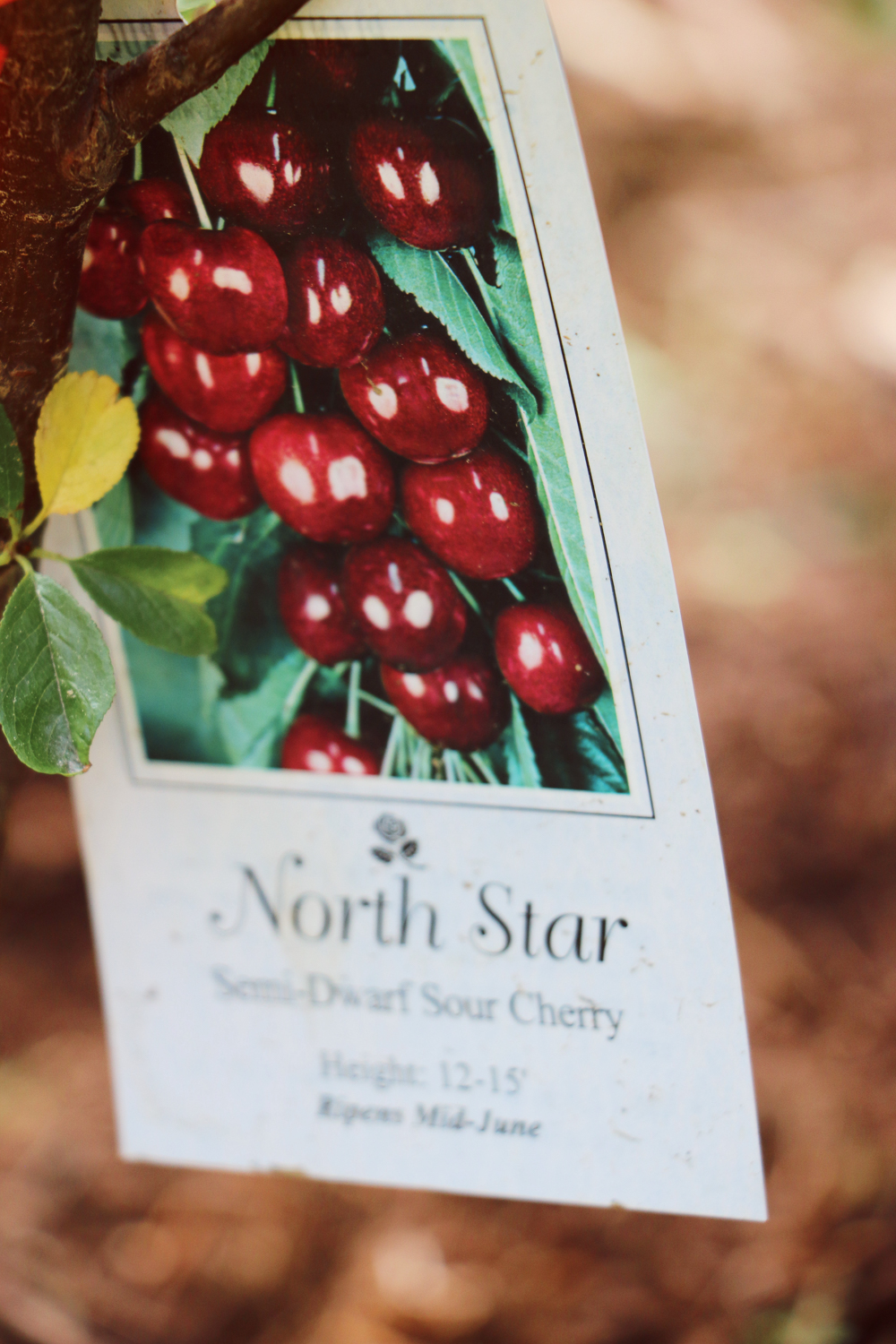 A label on a tree with cherries on it.