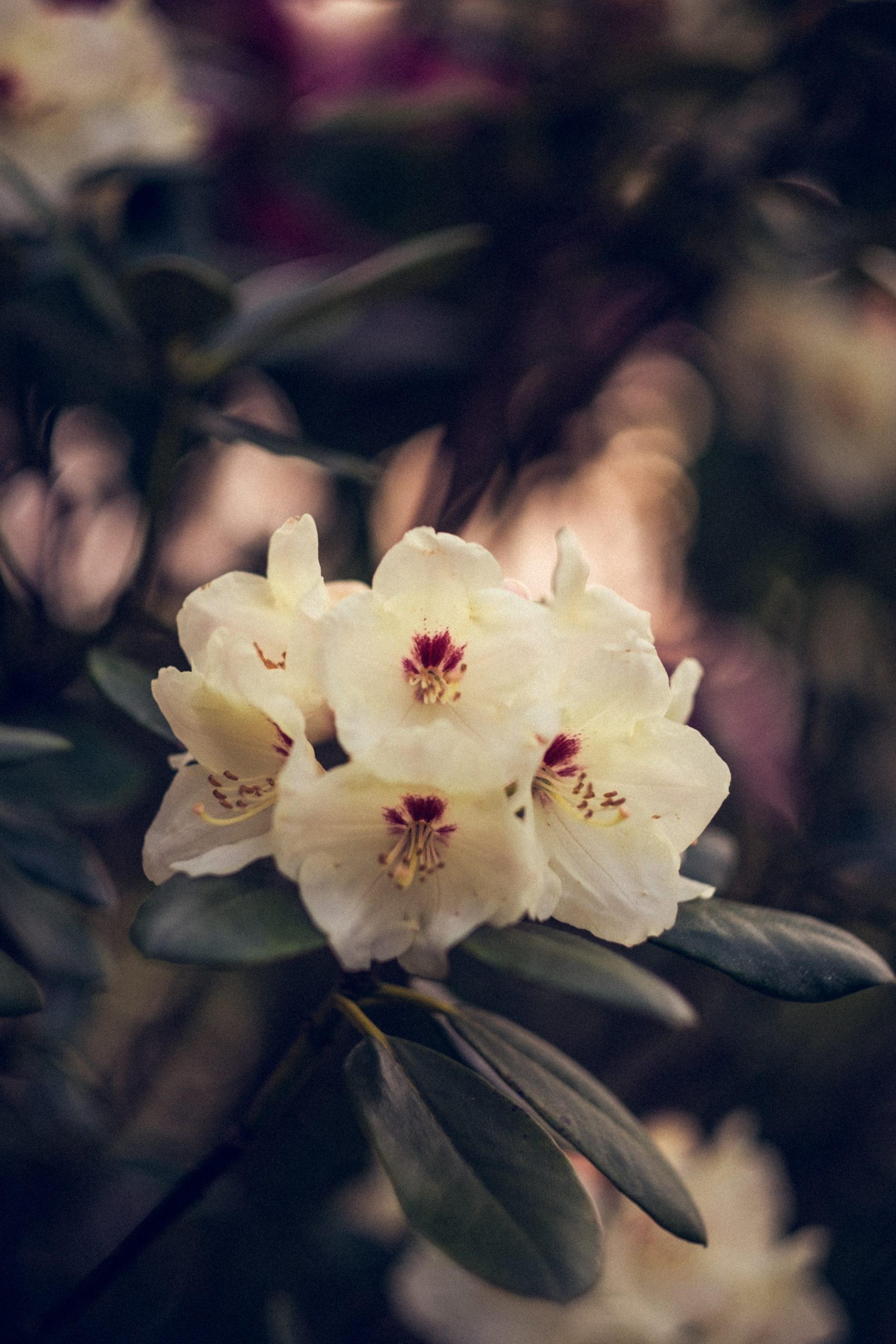 get inspired by rhododendrons