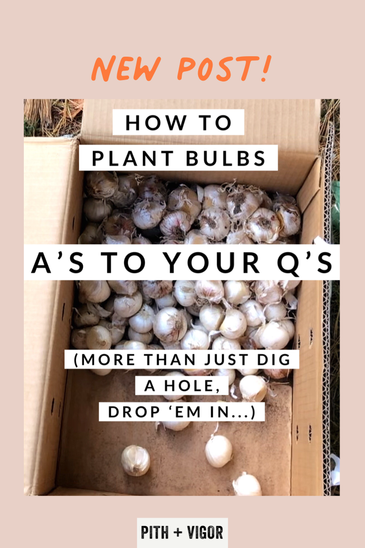 How to plant bulbs - A's to your Q's (more than just dig a hole, drop 'em in...)