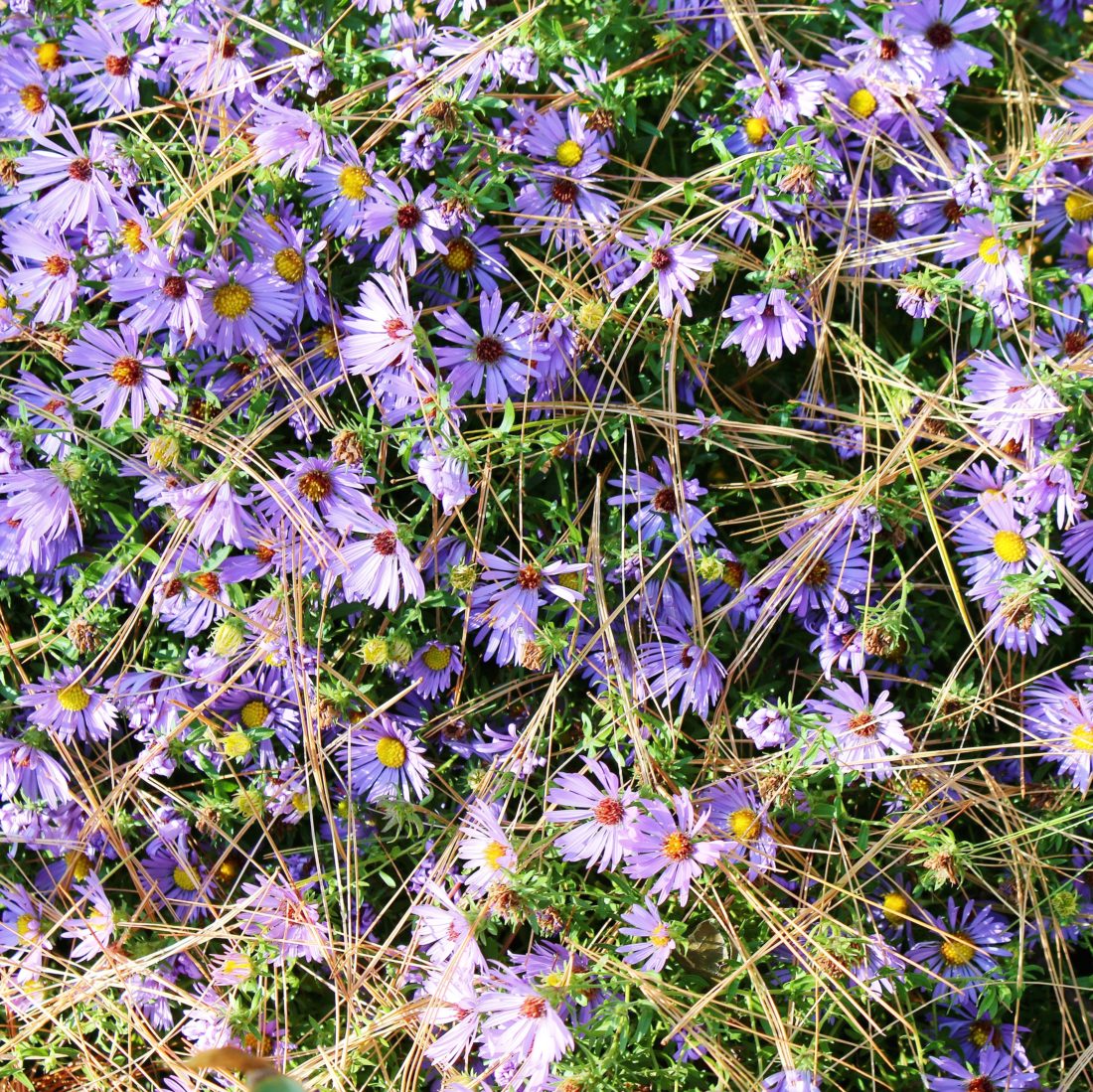 purple Asters in a naturalistic garden for autumn interest