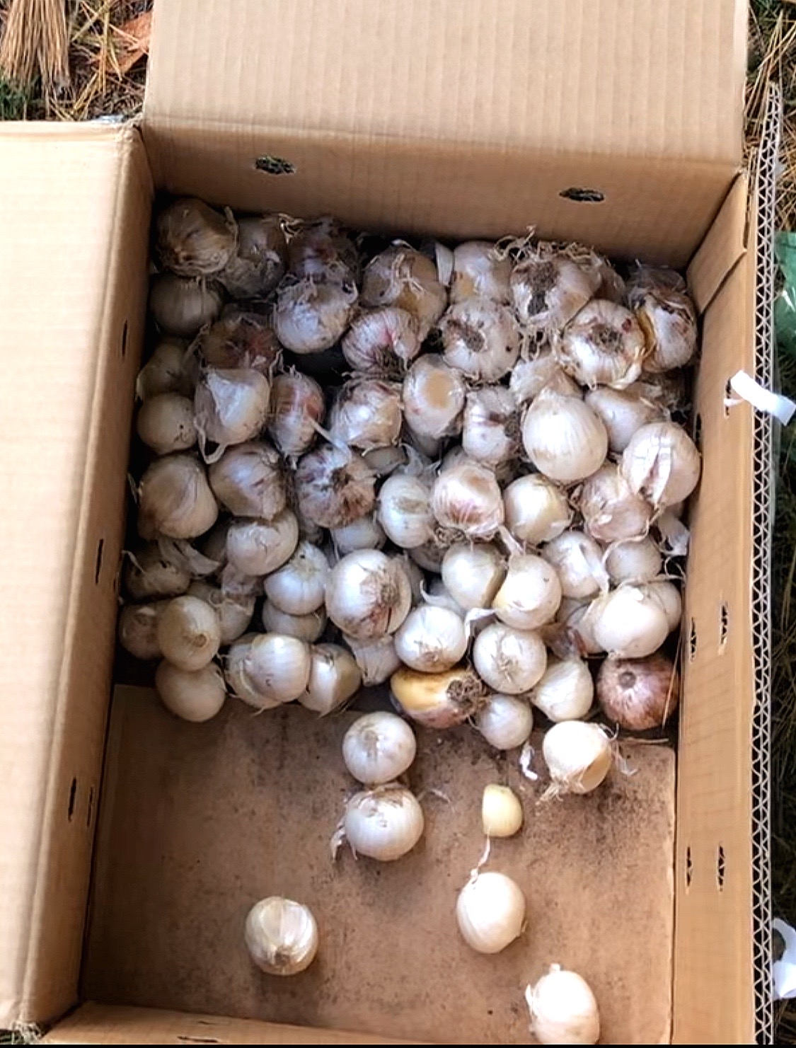A box of garlic is sitting on the ground.