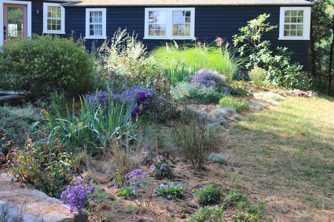 Before the fall cleanup of the naturalistic garden in year #1